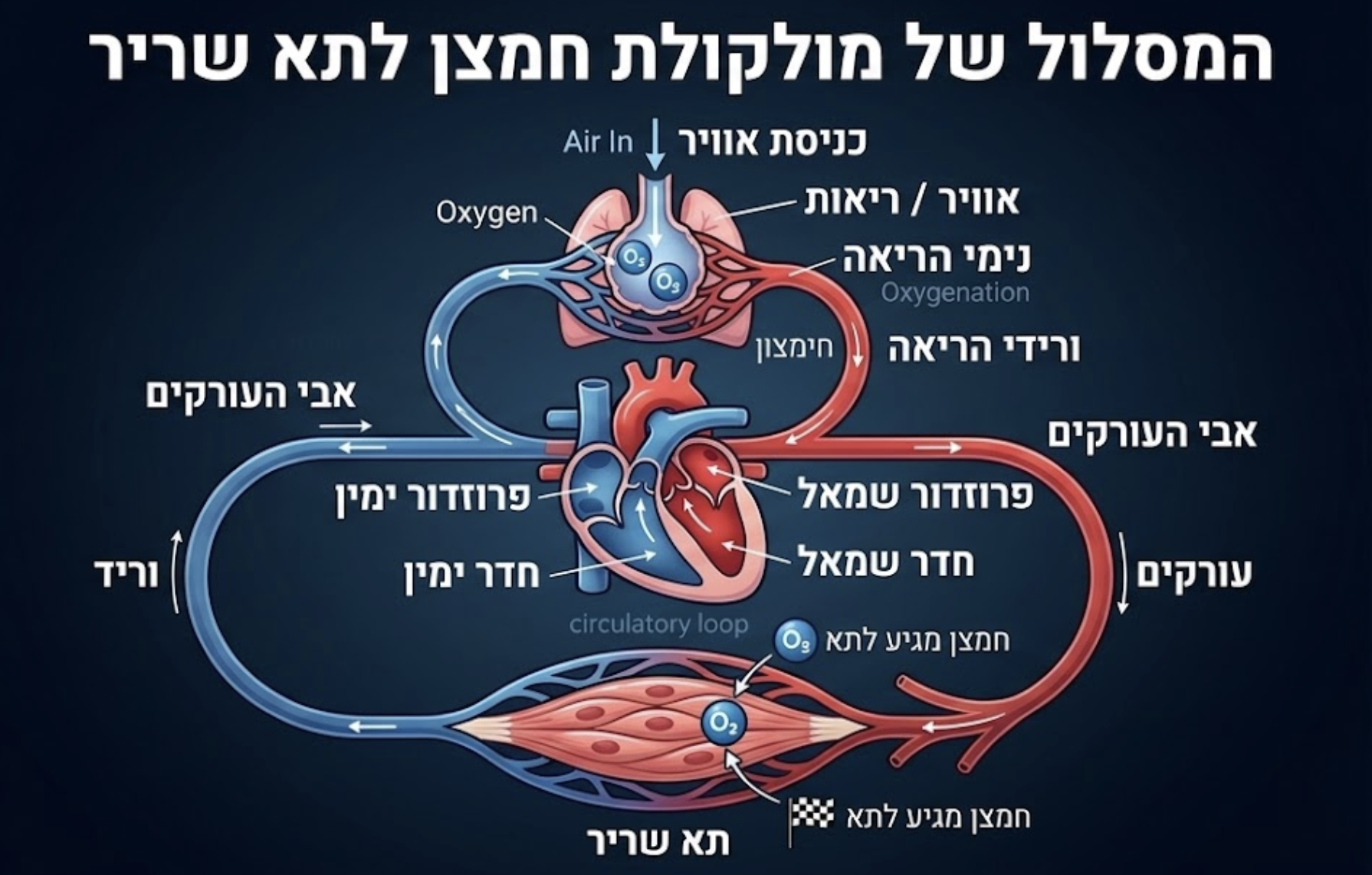 המסלול של מולקולת חמצן לתא שריר
