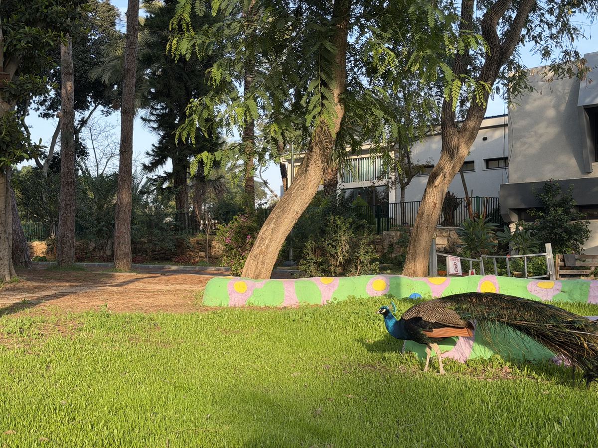 טווס בכפר סילבר
